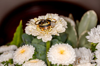 Ali & Jyles Wedding Photo - DVX20163_
